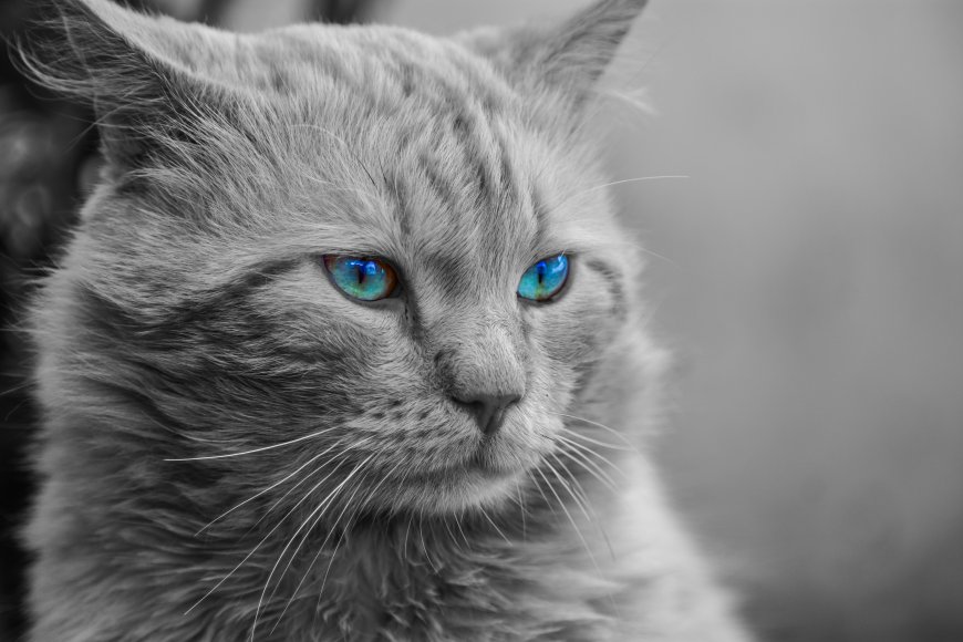蓝眼猫咪超清电脑桌面壁纸