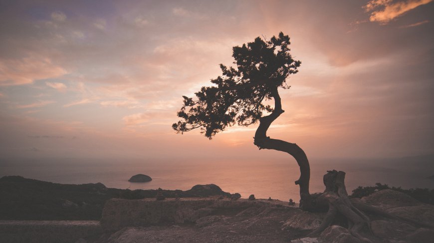 海岸边的一颗孤树唯美风景壁纸