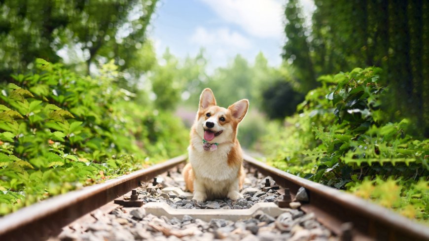 铁轨上可爱的小狗狗壁纸
