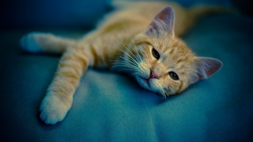 慵懒的可爱小猫咪动物萌宠壁纸