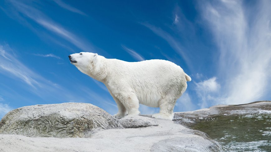 石头上的北极熊动物壁纸
