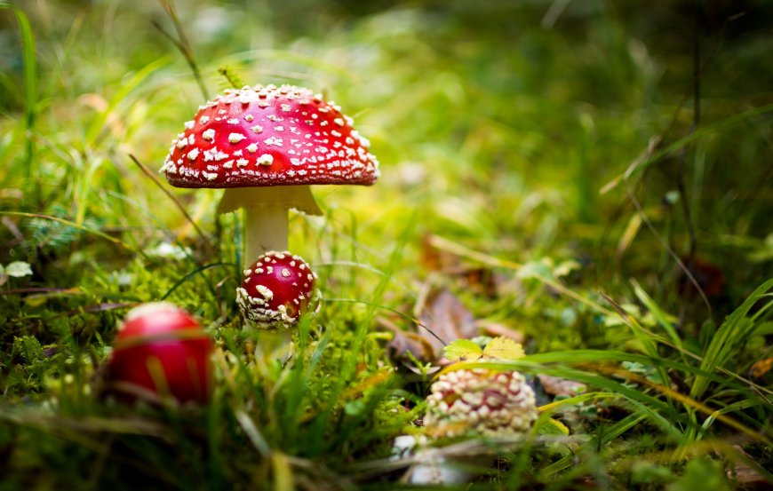 草地红色蘑菇图片壁纸