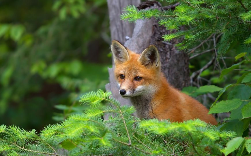 林中可爱小狐狸壁纸图片