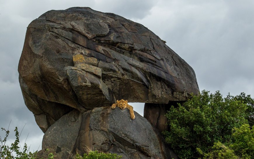趴在岩石上的狮子动物图片壁纸