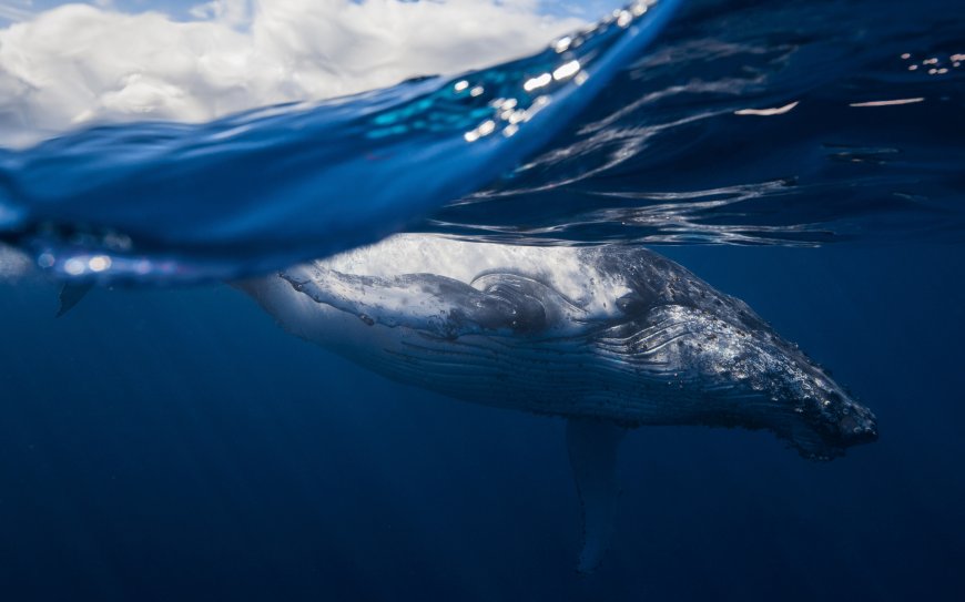 蓝鲸 鲸鱼海洋生物图片壁纸