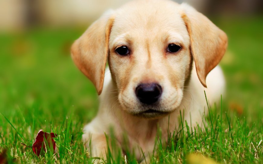 草地上的小金毛狗狗可爱动物壁纸图片