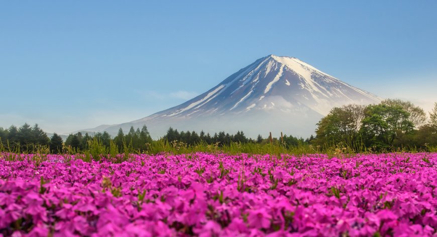 富士山 鲜花 山野壁纸