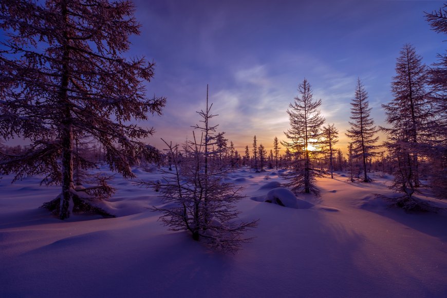 清晨白雪覆盖的森林风景壁纸图片