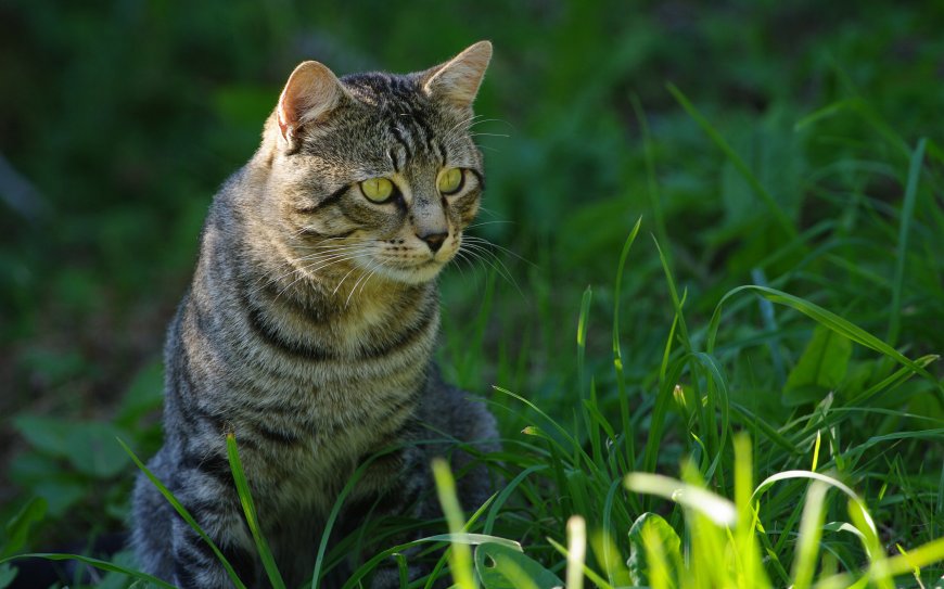 草地上的猫咪萌宠壁纸
