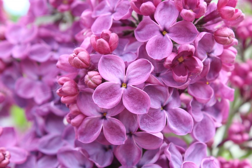唯美紫色盛开的丁香花壁纸