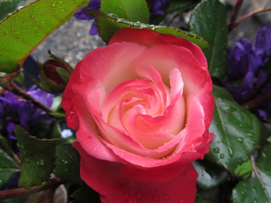 超清艳丽粉红玫瑰花卉植物壁纸