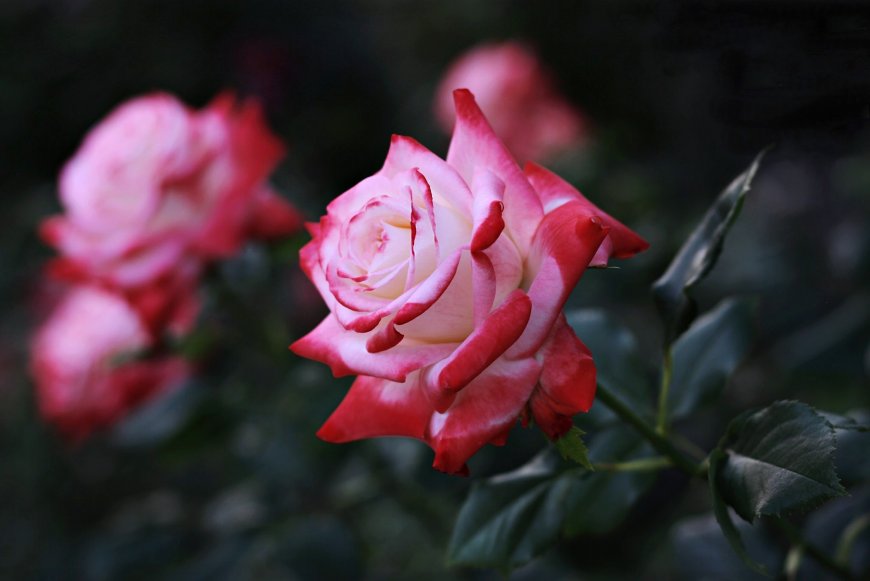 艳丽粉红玫瑰花卉图片壁纸