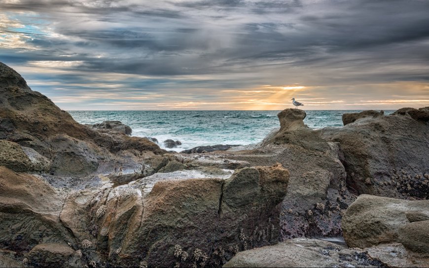 大海 巨浪 海鸥 石滩 自然风景壁纸