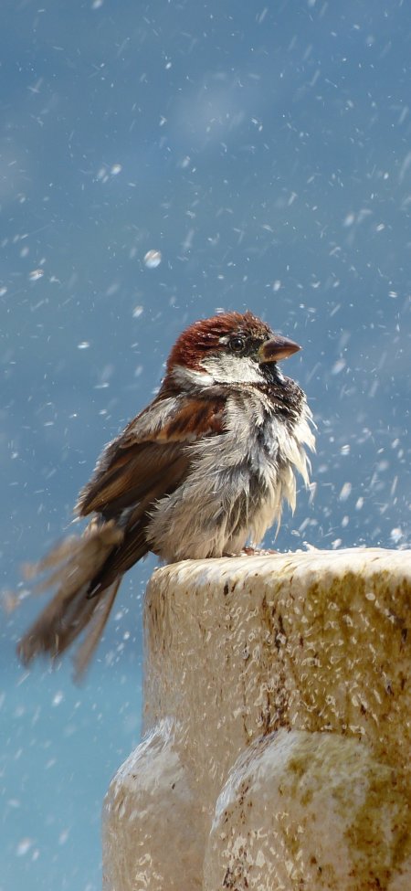 唯美雪中小鸟动物特写