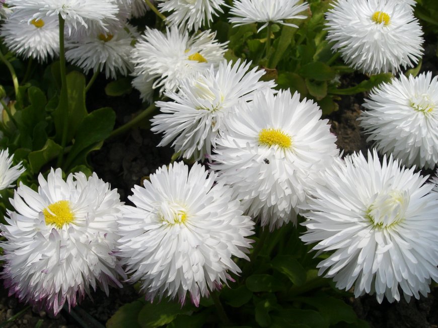 白色菊花花卉壁纸