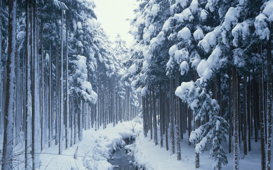冬季白雪覆盖的山林壁纸