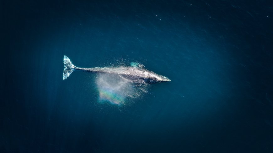 大海鲸鱼 深海动物壁纸