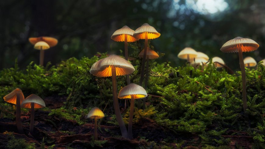 蘑菇 自然 森林 苔藓 模糊
